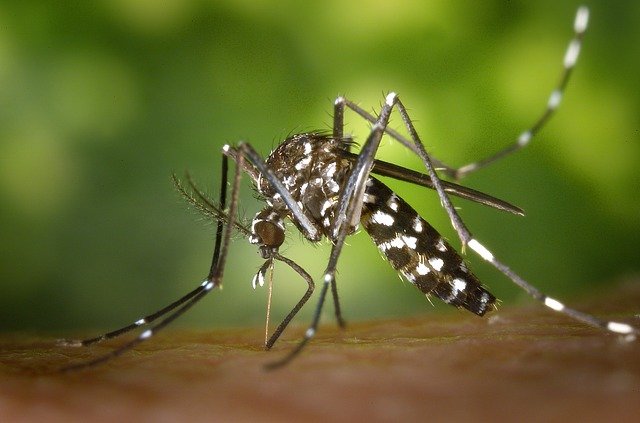 Бесплатно скачать комар насекомое укус комара бесплатно изображение для редактирования с помощью бесплатного онлайн-редактора изображений GIMP