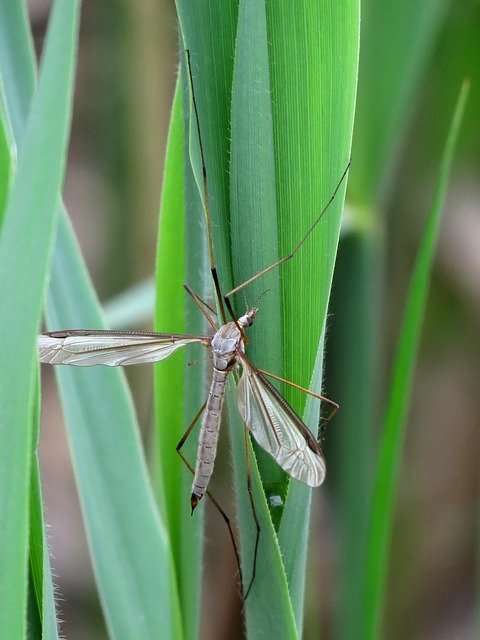 Free download Mosquito Insect Nature -  free photo or picture to be edited with GIMP online image editor