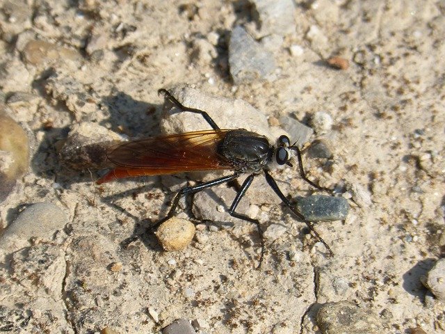 Mosquito Insect Strange 무료 다운로드 - 무료 사진 또는 김프 온라인 이미지 편집기로 편집할 사진