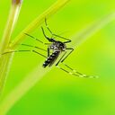 mosquito on tree wallpaper  screen for extension Chrome web store in OffiDocs Chromium