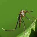 mosquito wallpaper  screen for extension Chrome web store in OffiDocs Chromium