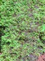Free download Moss at the Norman Bird Sanctuary free photo or picture to be edited with GIMP online image editor
