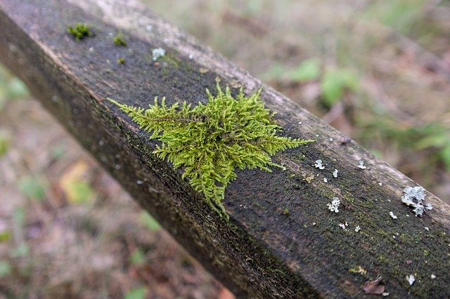 Gratis download Moss Balance Beam Forest - gratis foto of afbeelding om te bewerken met GIMP online afbeeldingseditor