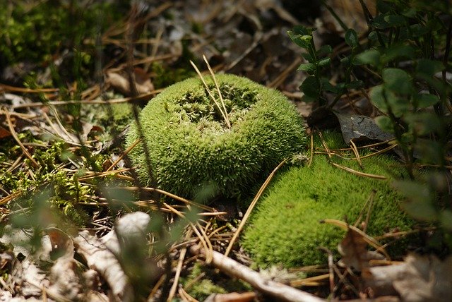 Free download Moss Bielistka Protected -  free photo or picture to be edited with GIMP online image editor