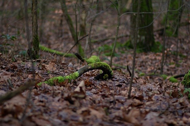 Free download Moss Branch Forest -  free photo or picture to be edited with GIMP online image editor