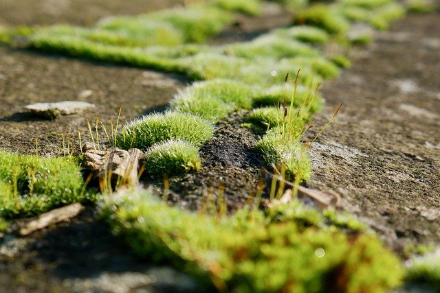 Kostenloser Download Moss Close Up Nature - kostenloses Foto oder Bild zur Bearbeitung mit GIMP Online-Bildbearbeitung