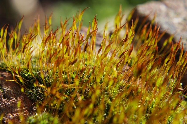 Free download Moss Close Up Plant -  free photo or picture to be edited with GIMP online image editor