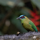 Moss colored bird with red eyes  screen for extension Chrome web store in OffiDocs Chromium