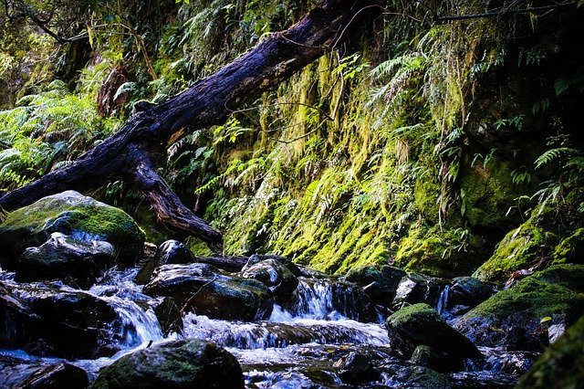 Download grátis Moss Creek Water - foto ou imagem grátis para ser editada com o editor de imagens online GIMP