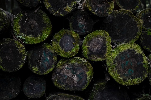 Free download moss damp rain forest texture free picture to be edited with GIMP free online image editor