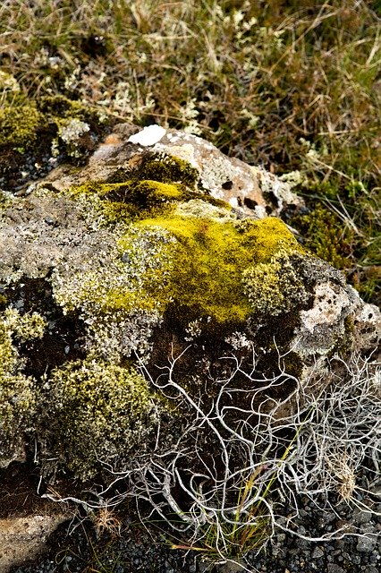 Descarga gratuita Moss Dry Grass Nature: foto o imagen gratuitas para editar con el editor de imágenes en línea GIMP