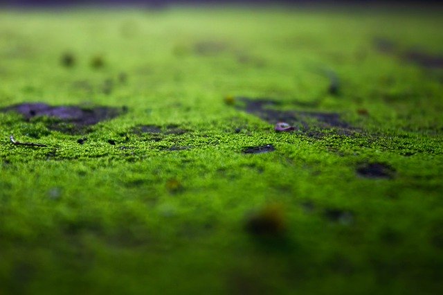 Free download Mosses Moss Green -  free photo or picture to be edited with GIMP online image editor