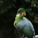 Moss feathered bird  screen for extension Chrome web store in OffiDocs Chromium