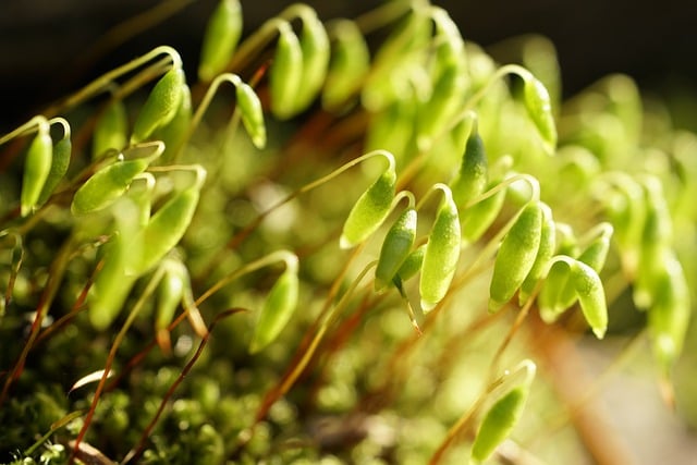 Free download moss flowering moss sporangia free picture to be edited with GIMP free online image editor