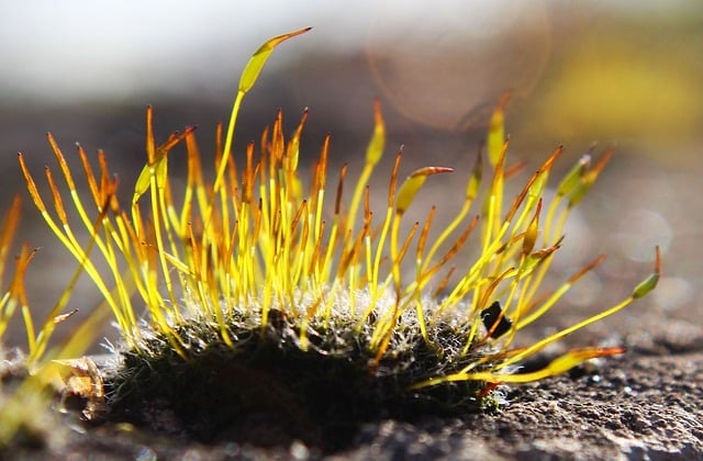 قم بتنزيل الصورة المجانية لـ Moss Forest Grass Sunshine مجانًا لتحريرها باستخدام محرر الصور المجاني عبر الإنترنت GIMP