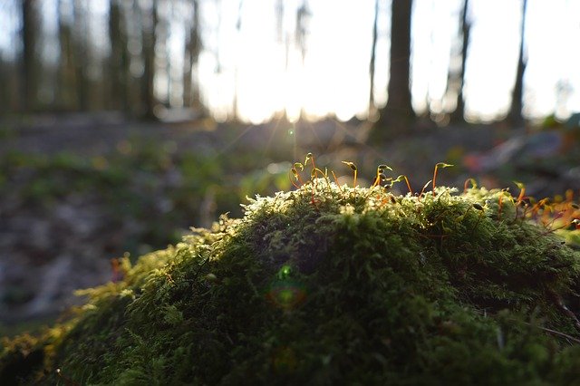 Descărcare gratuită Moss Forest Nature - fotografie sau imagine gratuită pentru a fi editată cu editorul de imagini online GIMP
