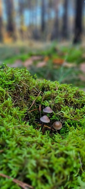 Free download moss forest nature fall mycology free picture to be edited with GIMP free online image editor