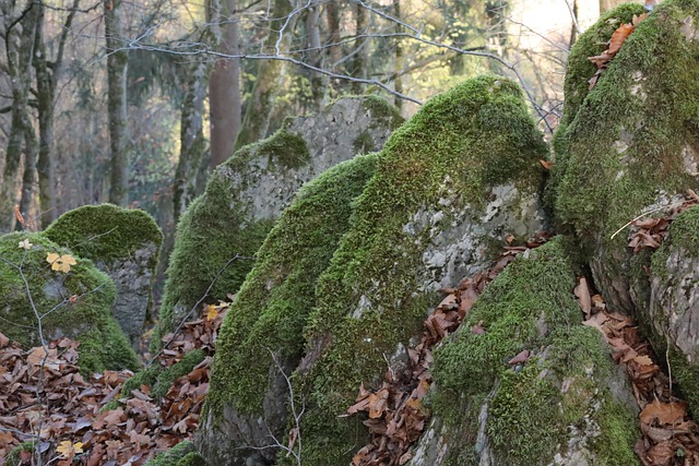 Gratis download mos bos natuur rots vallen gratis foto om te bewerken met GIMP gratis online afbeeldingseditor