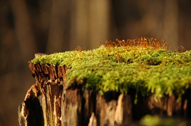 تنزيل مجاني Moss Forest Stump - صورة مجانية أو صورة يتم تحريرها باستخدام محرر الصور عبر الإنترنت GIMP