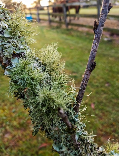 Free download moss fungus spores tree vegetation free picture to be edited with GIMP free online image editor
