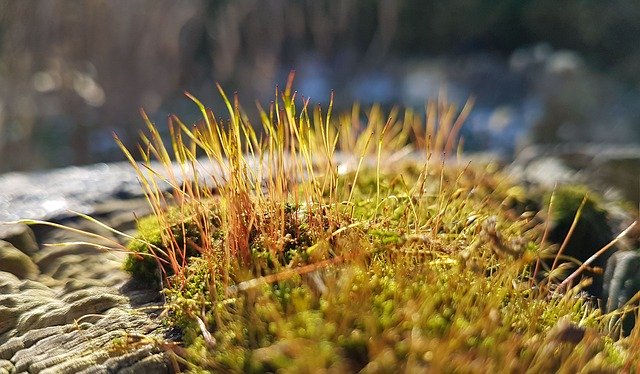 Kostenloser Download Moss Garden Nature - kostenloses Foto oder Bild zur Bearbeitung mit GIMP Online-Bildbearbeitung