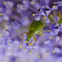 Moss Green Beetle  screen for extension Chrome web store in OffiDocs Chromium