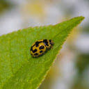 Moss Green Bug  screen for extension Chrome web store in OffiDocs Chromium