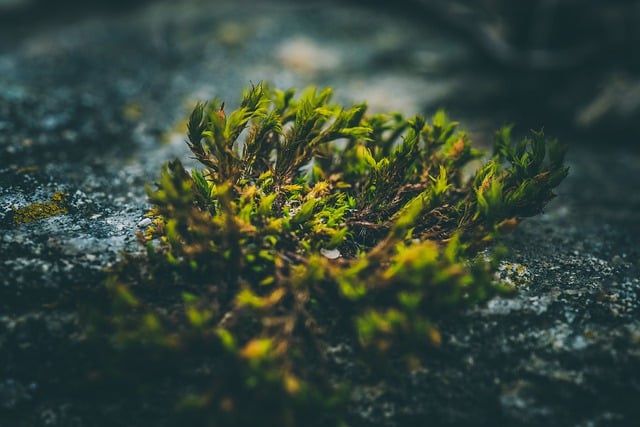 Free download moss green plant stone macro free picture to be edited with GIMP free online image editor