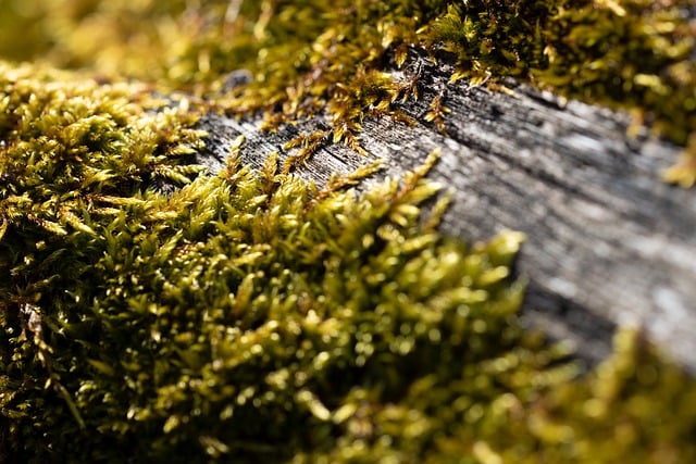 Free download moss green wood close up macro free picture to be edited with GIMP free online image editor