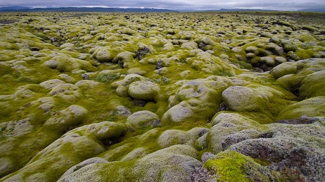 Free download moss landscape mossy stones free picture to be edited with GIMP free online image editor