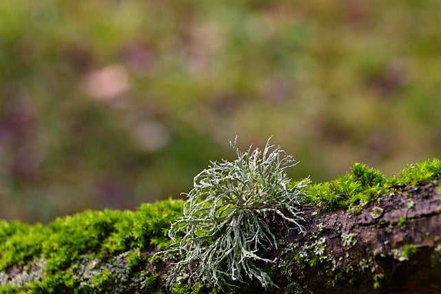 Free graphic moss lichen branch wood weathered to be edited by GIMP free image editor by OffiDocs