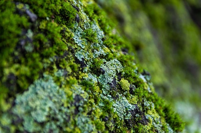 Free download moss lichen forest nature botany free picture to be edited with GIMP free online image editor