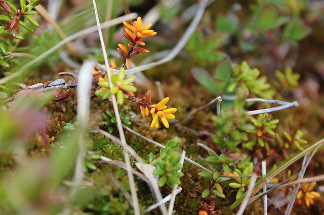 Free download Moss Lichen Plant -  free photo or picture to be edited with GIMP online image editor