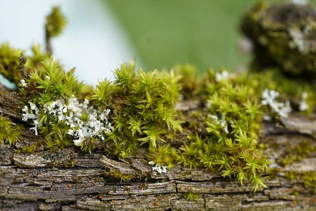 Free download moss lichen vine outdoors woods free picture to be edited with GIMP free online image editor