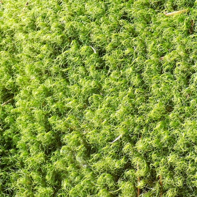 Free download Moss Life Green -  free photo or picture to be edited with GIMP online image editor
