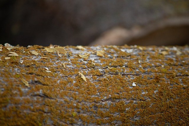 Free download moss log wood trunk bark tree free picture to be edited with GIMP free online image editor