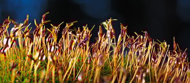 Free download moss moss flowers forest floor free picture to be edited with GIMP free online image editor