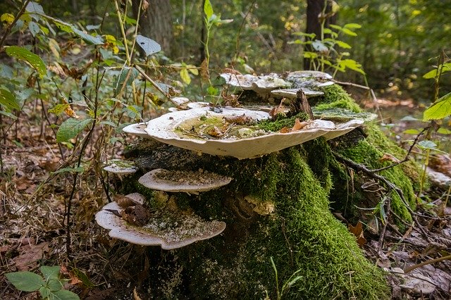 Скачать бесплатно Moss Mushroom Stump - бесплатное фото или изображение для редактирования с помощью онлайн-редактора изображений GIMP