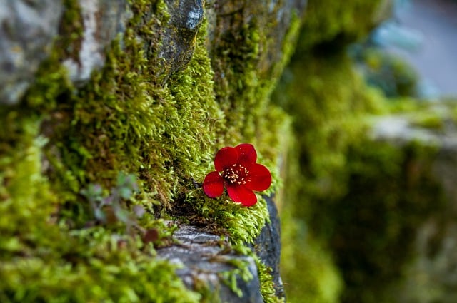 Free download moss nature flower red blossom free picture to be edited with GIMP free online image editor