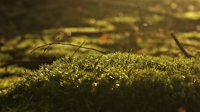 Free download moss nature forest vegetable flora free picture to be edited with GIMP free online image editor