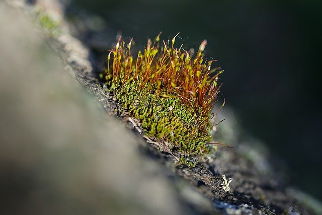Free download moss nature outdoors macro free picture to be edited with GIMP free online image editor