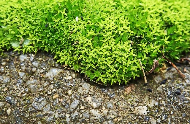 বিনামূল্যে ডাউনলোড করুন Moss Path Macro - বিনামূল্যে ছবি বা ছবি GIMP অনলাইন ইমেজ এডিটর দিয়ে সম্পাদনা করতে হবে