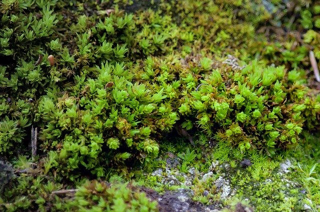 Free download Moss Plant Close Up -  free photo or picture to be edited with GIMP online image editor