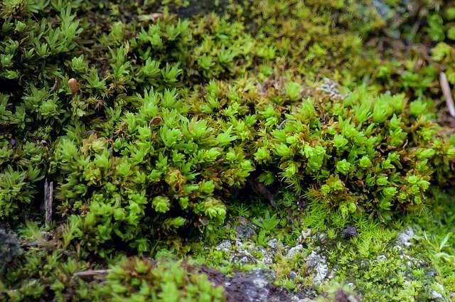 Unduh gratis Moss Plant Close Up - foto atau gambar gratis untuk diedit dengan editor gambar online GIMP