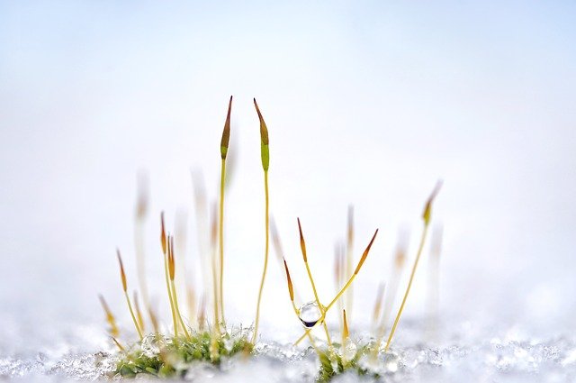 Gratis download mosplant gras sneeuw ijs druppelvrije foto om te bewerken met GIMP gratis online afbeeldingseditor