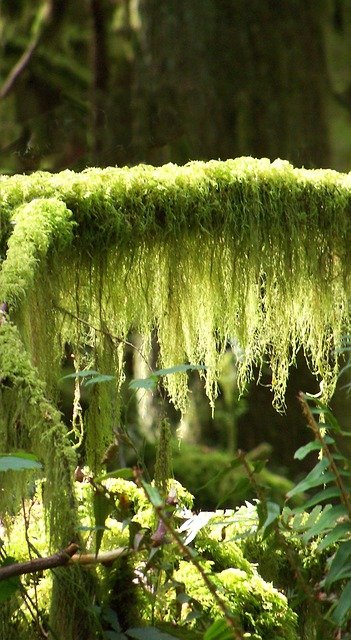 Free download moss rainforest forest free picture to be edited with GIMP free online image editor