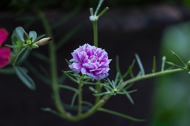 Free download moss rose flower plant free picture to be edited with GIMP free online image editor