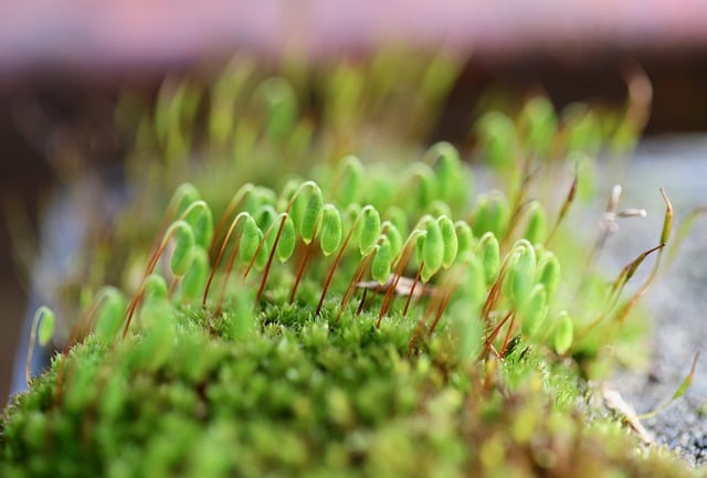 Free download moss rotary tooth moss free picture to be edited with GIMP free online image editor