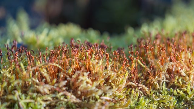 Free download moss spore capsules spores forest free picture to be edited with GIMP free online image editor