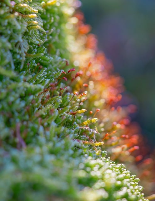 Free download moss spores spore capsules forest free picture to be edited with GIMP free online image editor